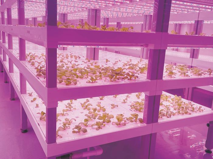 在物美植物工廠里，通過LED燈的照射，蔬菜散發(fā)勃勃生機(jī)。受訪者供圖